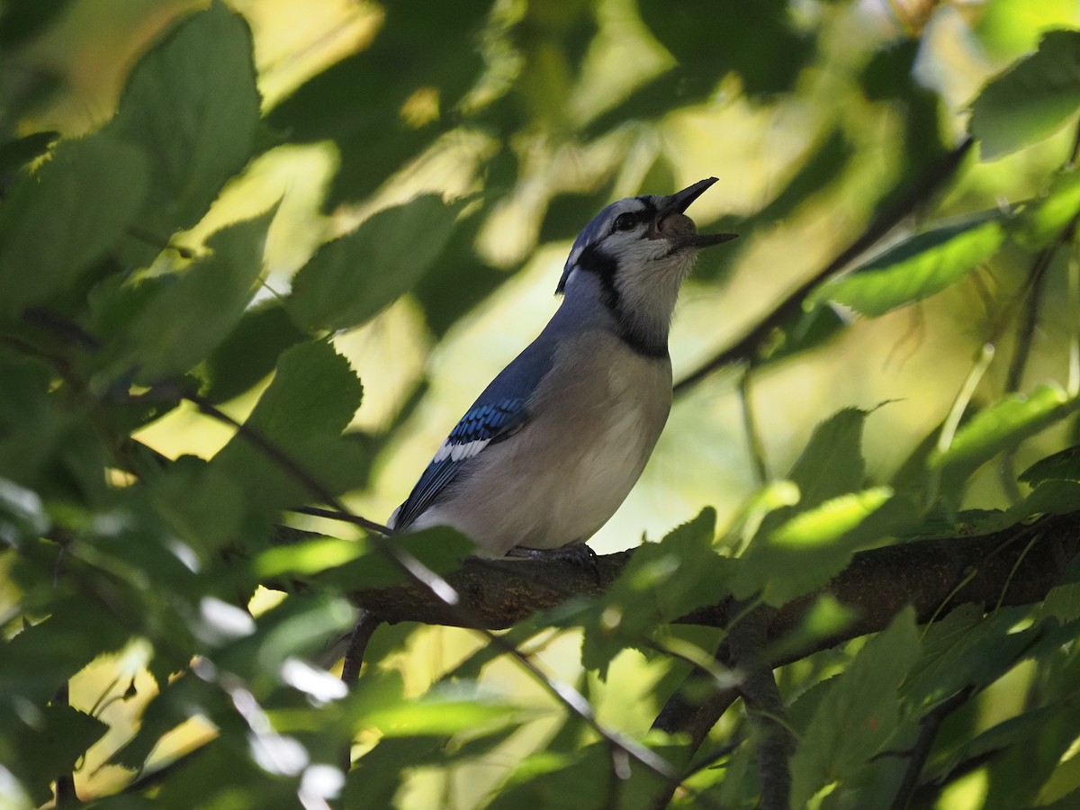 Mavi Karga - ML644150096