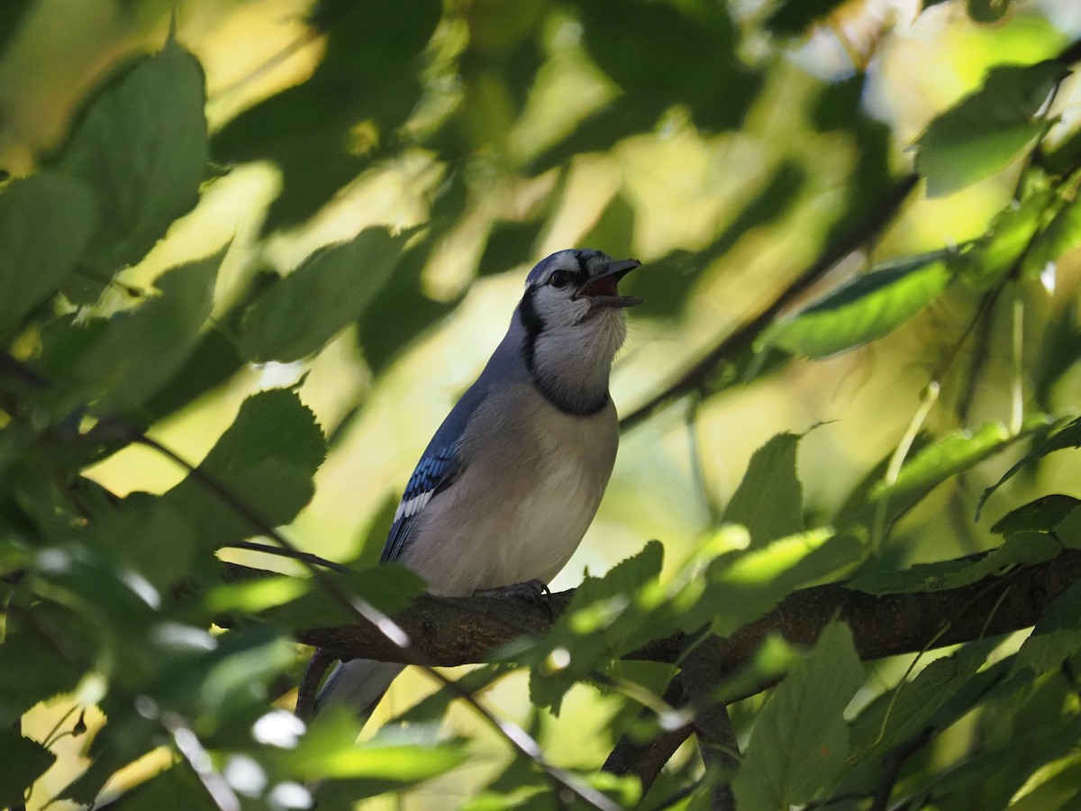 Mavi Karga - ML644150097