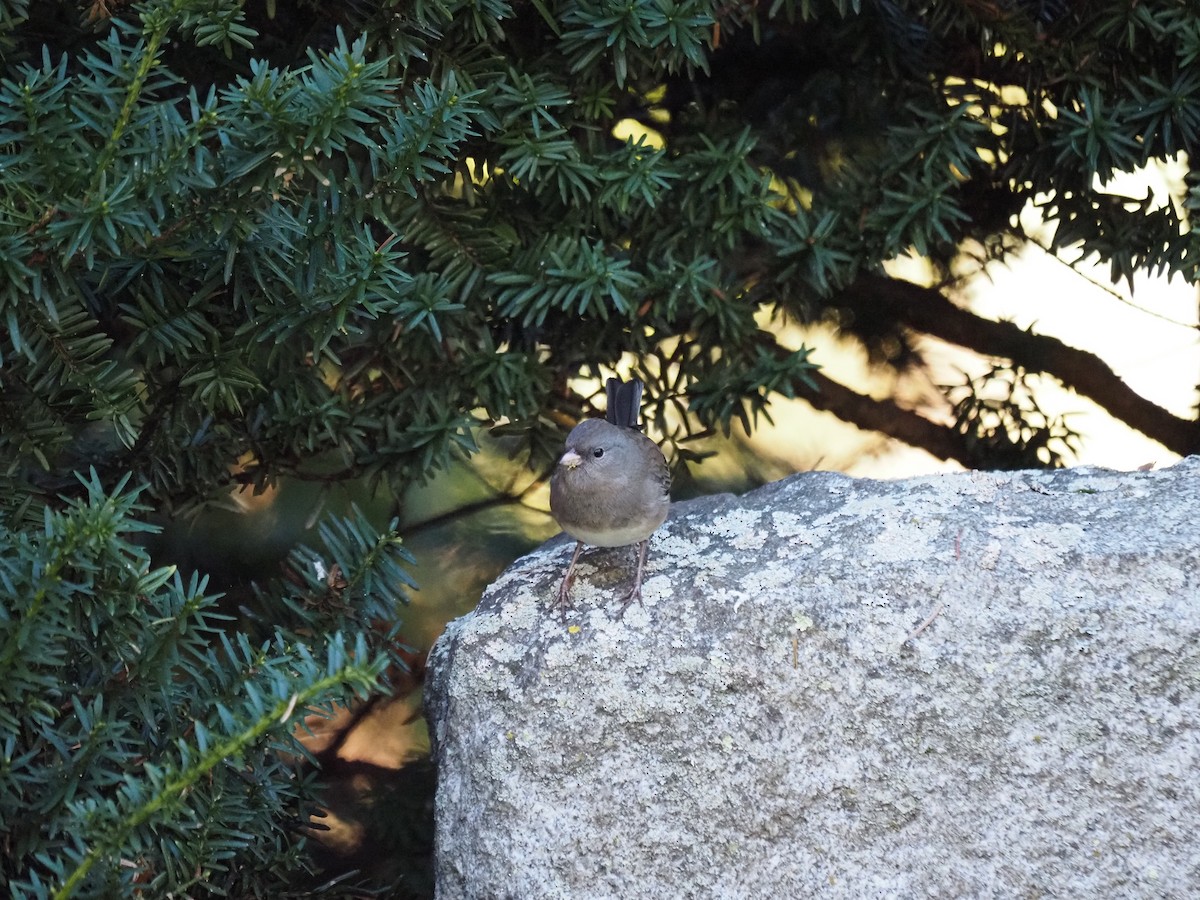 Kara Gözlü Junko - ML644150102