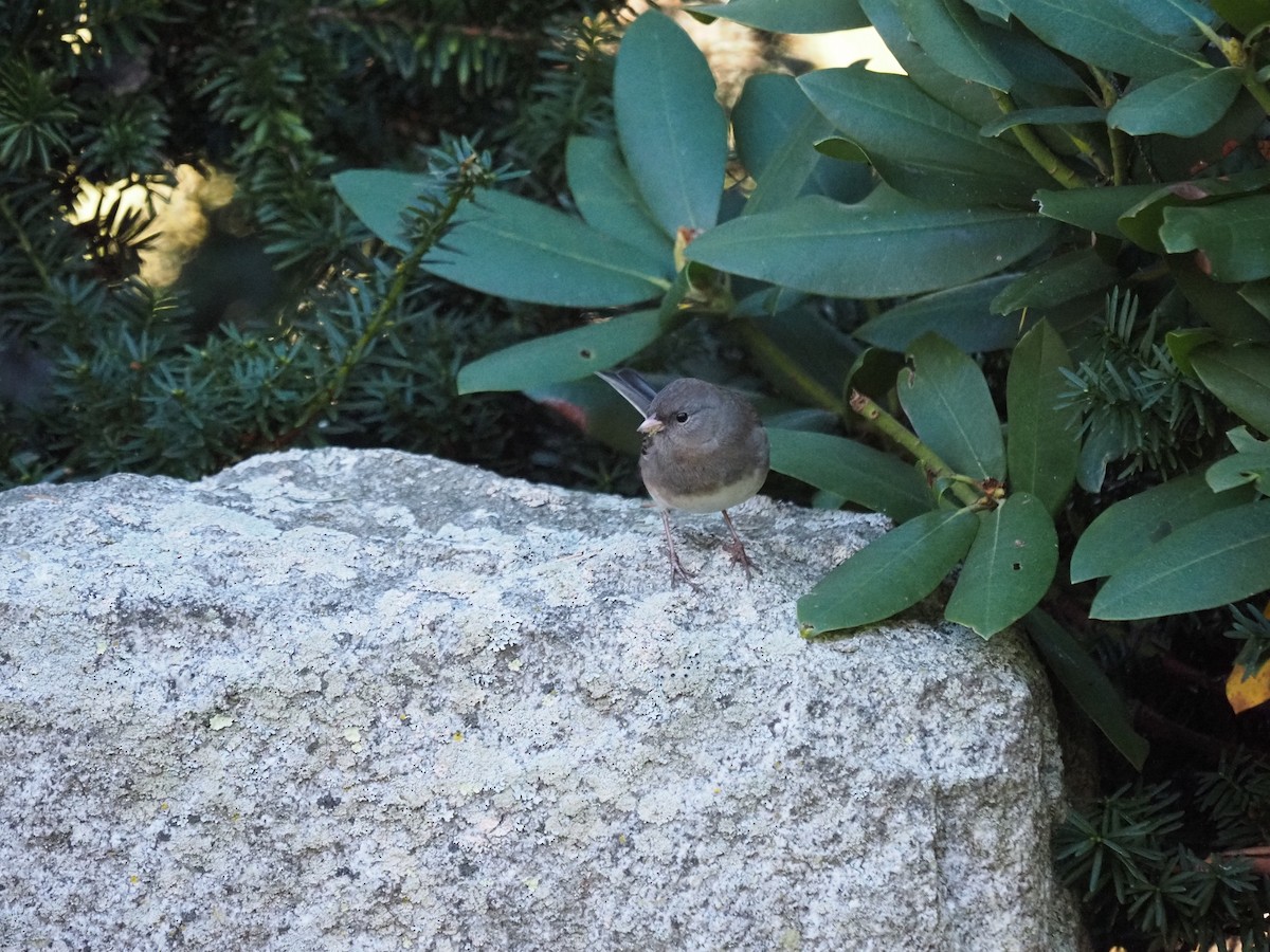 Kara Gözlü Junko - ML644150103