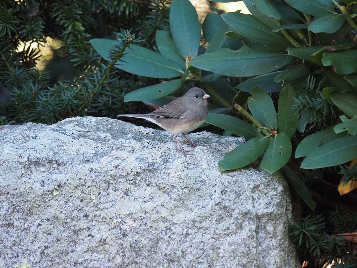 Kara Gözlü Junko - ML644150104