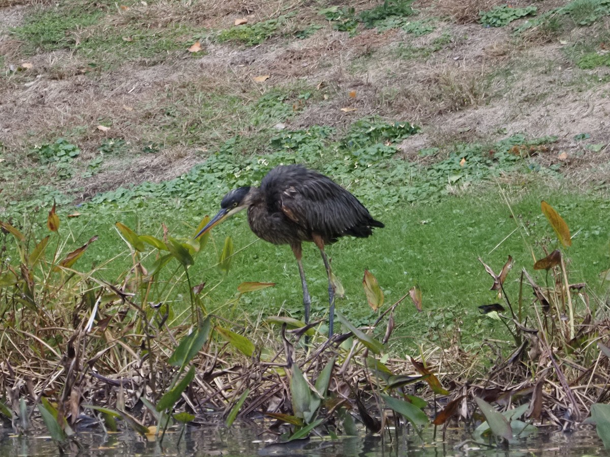 Amerika Gri Balıkçılı - ML644150115