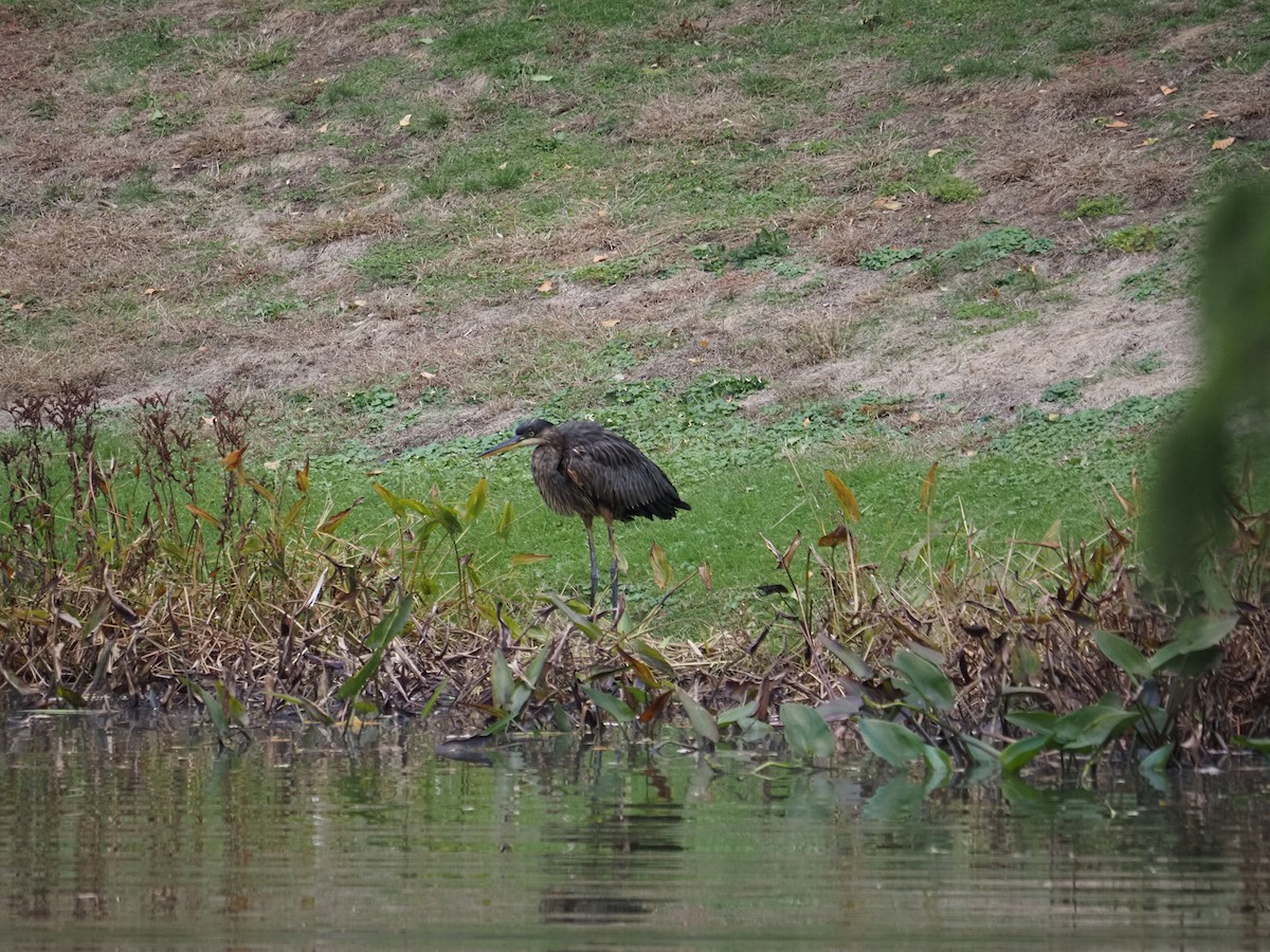 Amerika Gri Balıkçılı - ML644150117