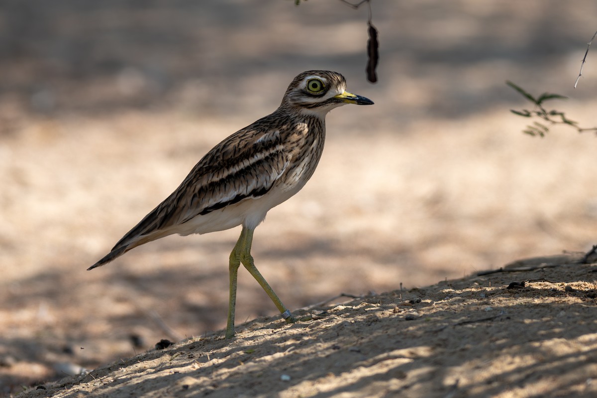 イシチドリ - ML644150121