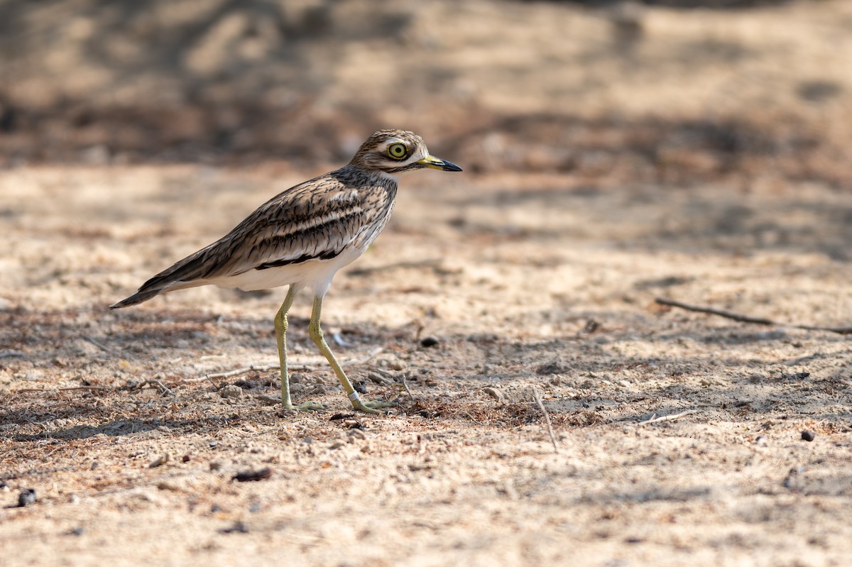 イシチドリ - ML644150122