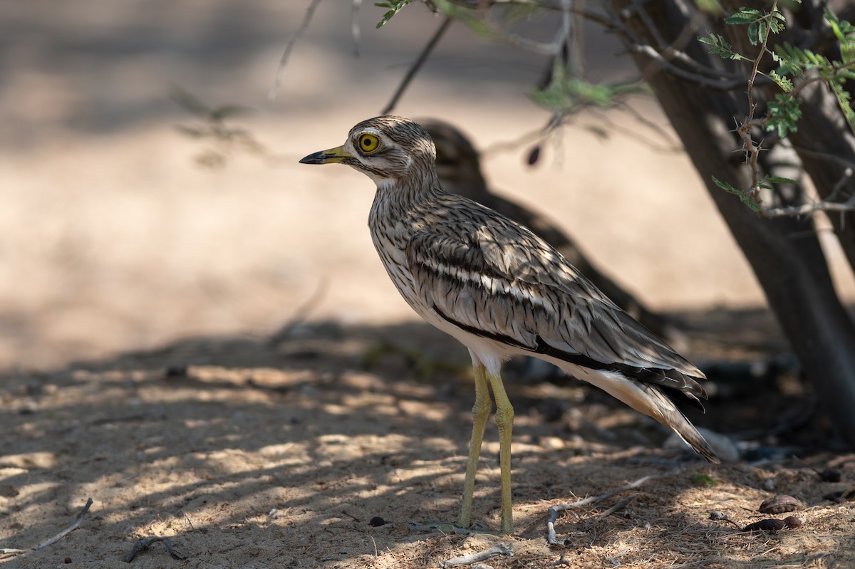 イシチドリ - ML644150124