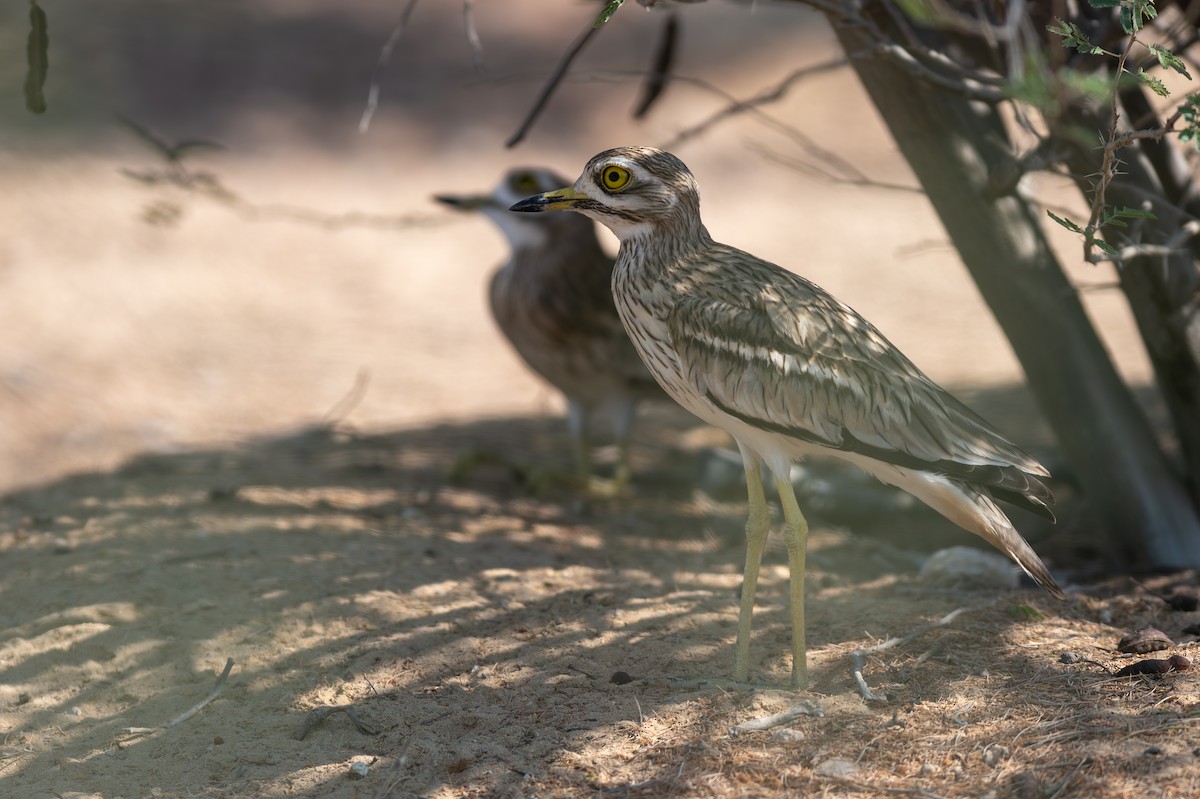 イシチドリ - ML644150126