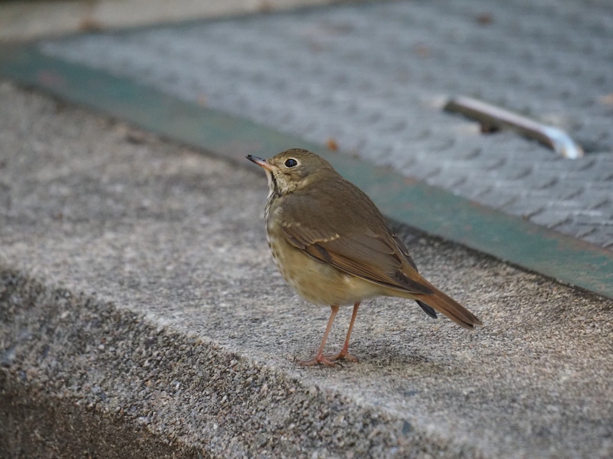 Münzevi Bülbül Ardıcı - ML644150129