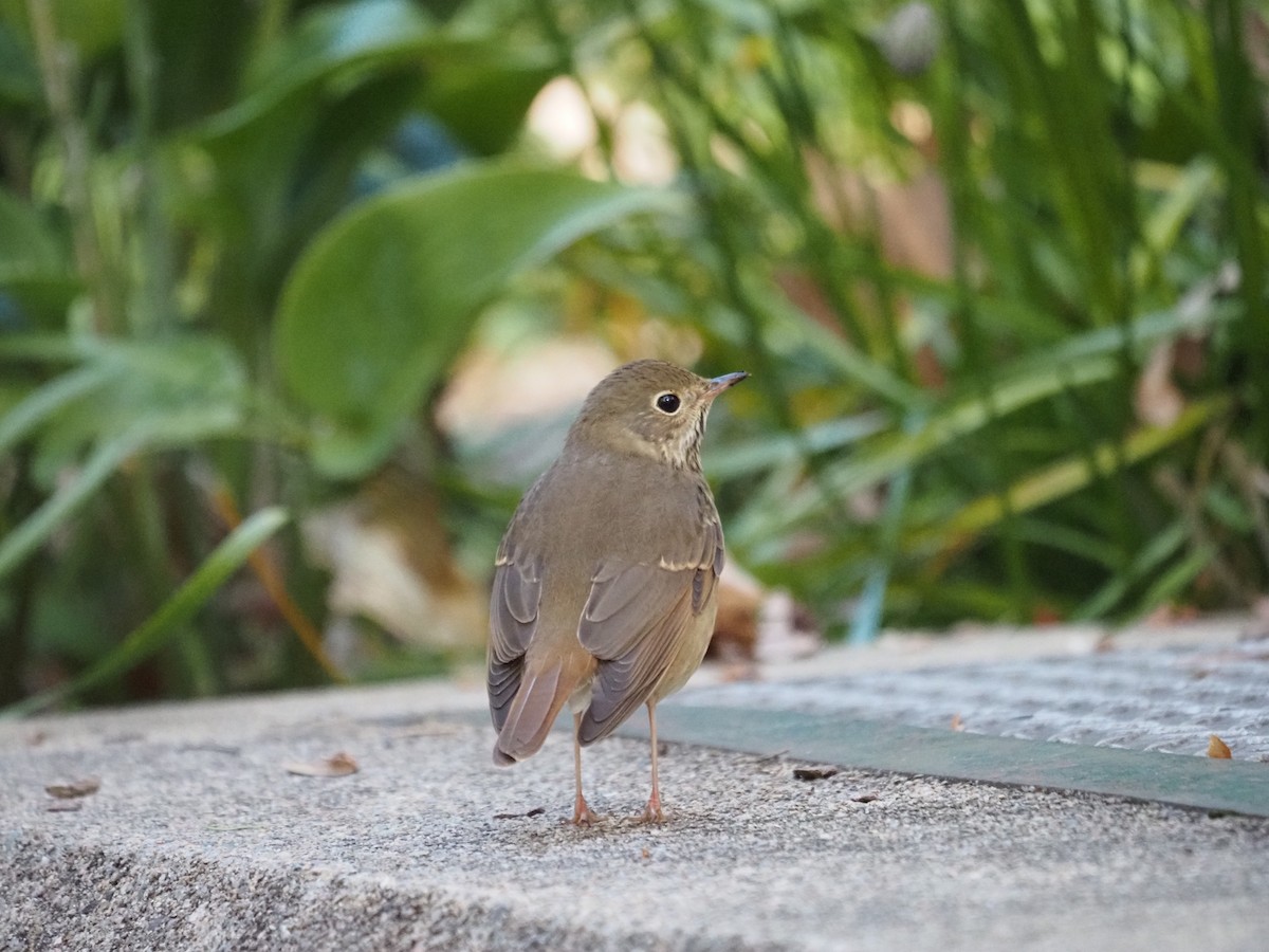 Münzevi Bülbül Ardıcı - ML644150130