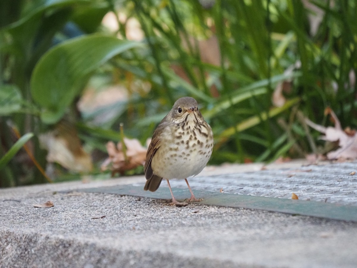 Münzevi Bülbül Ardıcı - ML644150131