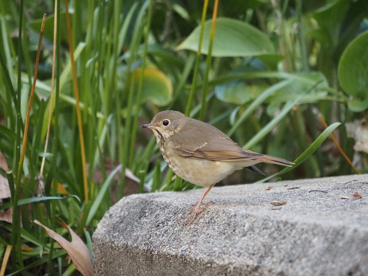 Münzevi Bülbül Ardıcı - ML644150132