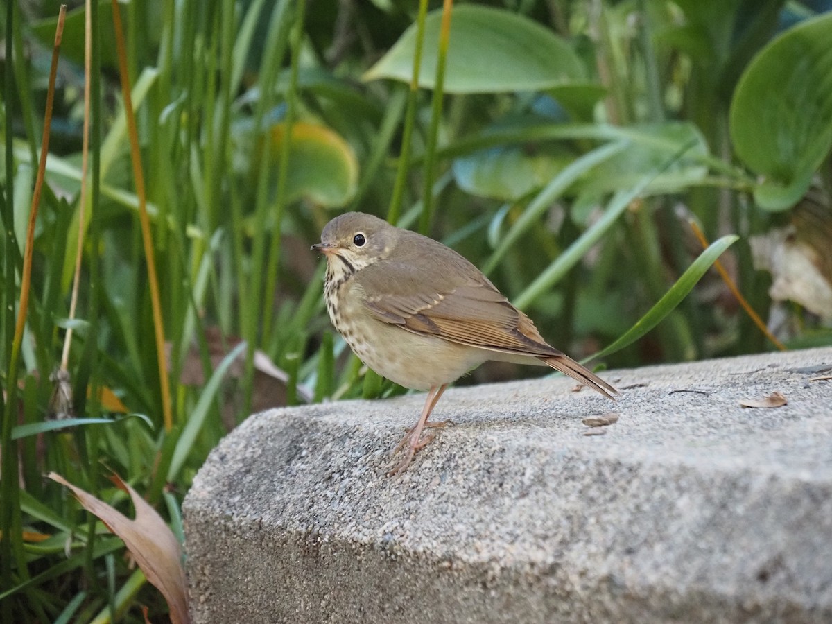 Münzevi Bülbül Ardıcı - ML644150133