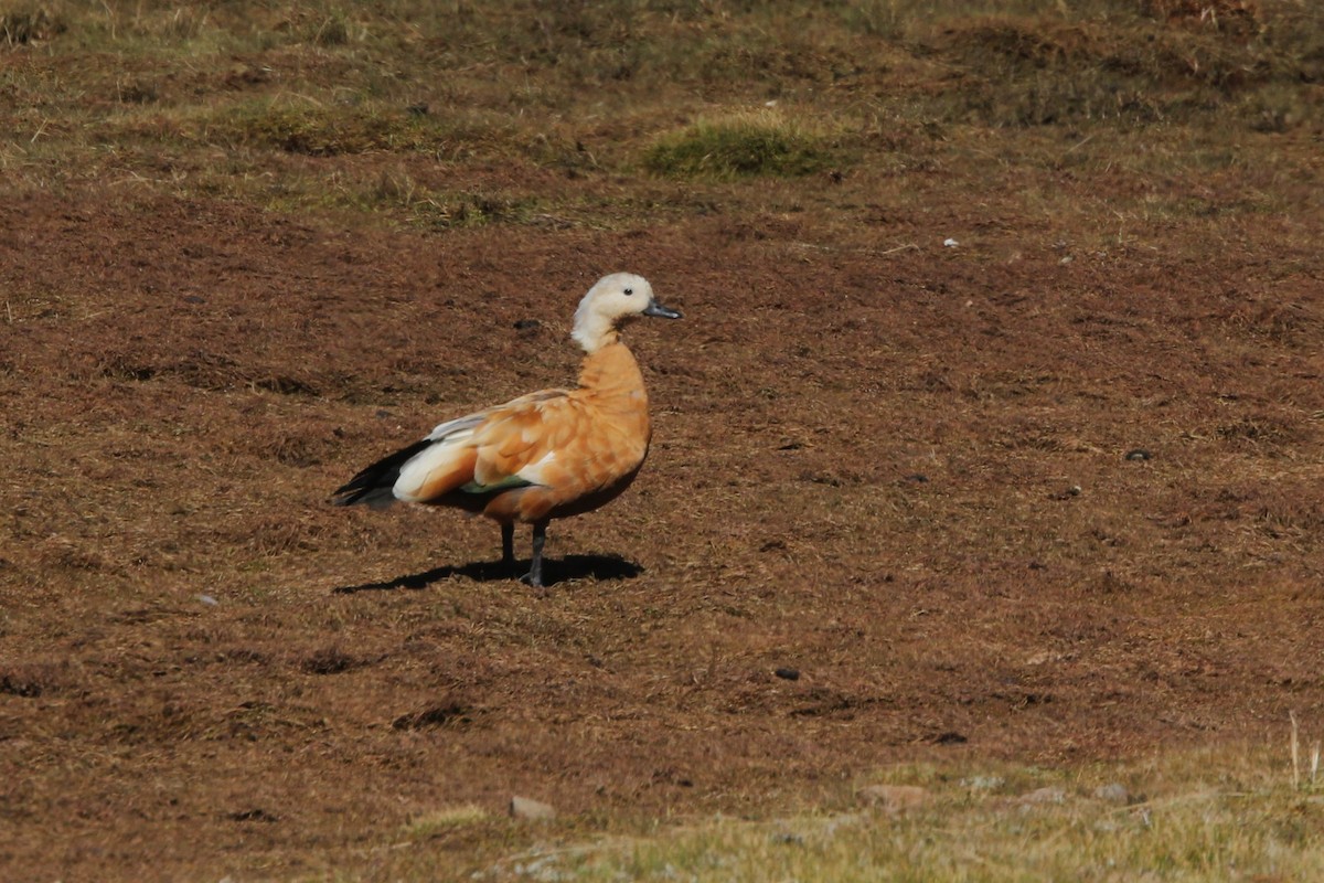 Ruddy Shelduck - ML644150134