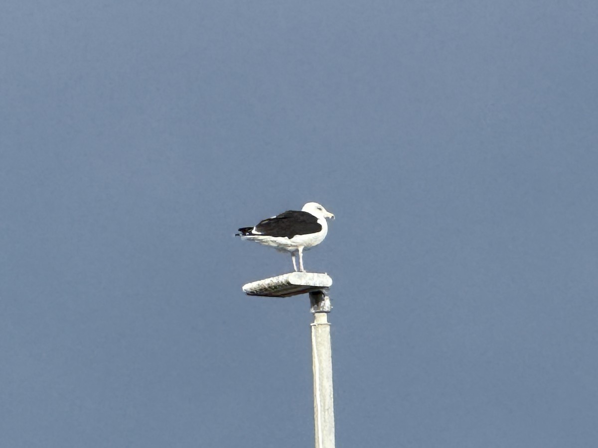 Great Black-backed Gull - ML644150140