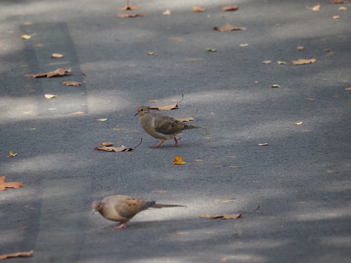 Uzun Kuyruklu Kumru - ML644150142