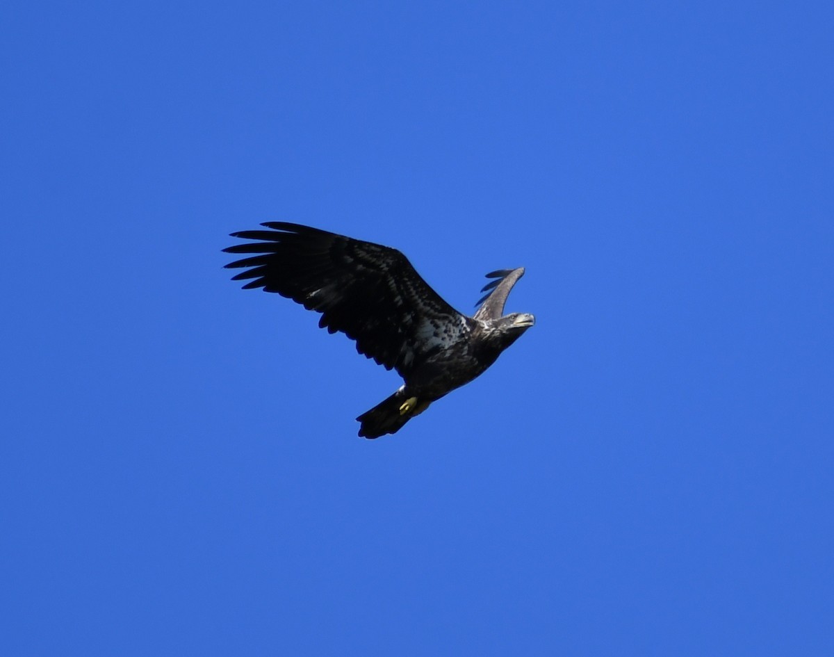 Bald Eagle - ML644150151