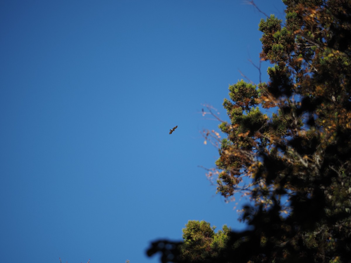 Kızıl Kuyruklu Şahin - ML644150153