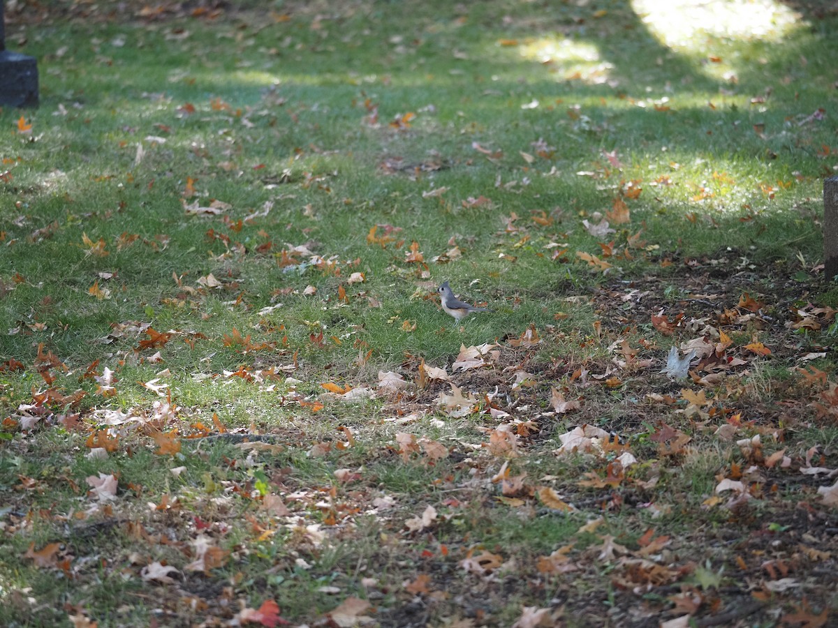 Ak Tepeli Baştankara - ML644150167