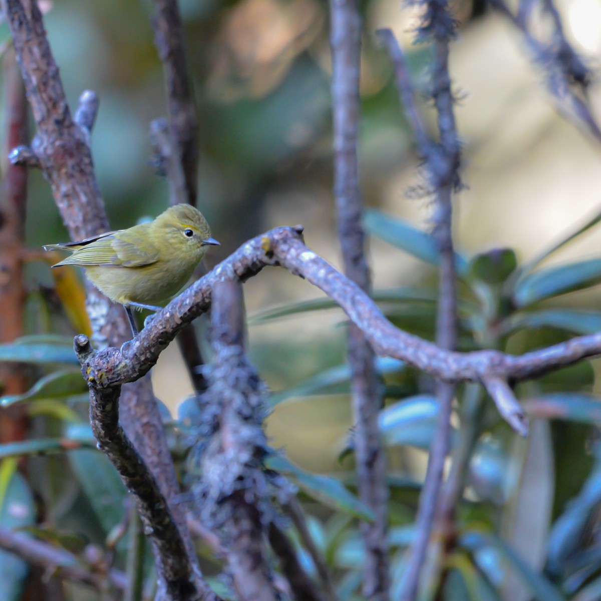 Yellow-browed Tit - ML644150173