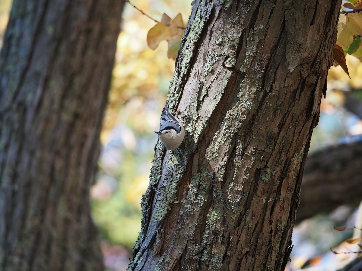 Beyaz Göğüslü Sıvacı - ML644150178