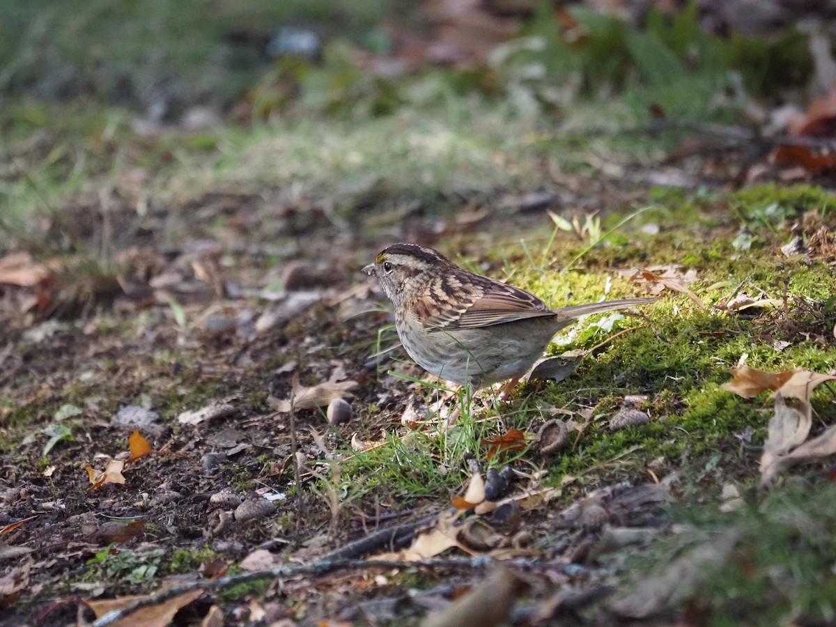 Ak Boğazlı Serçe - ML644150186