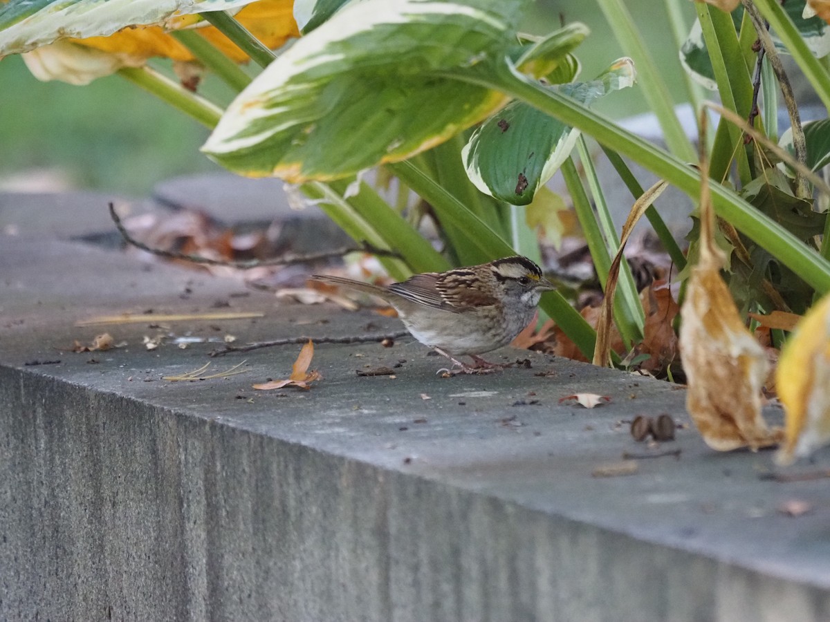 Ak Boğazlı Serçe - ML644150187