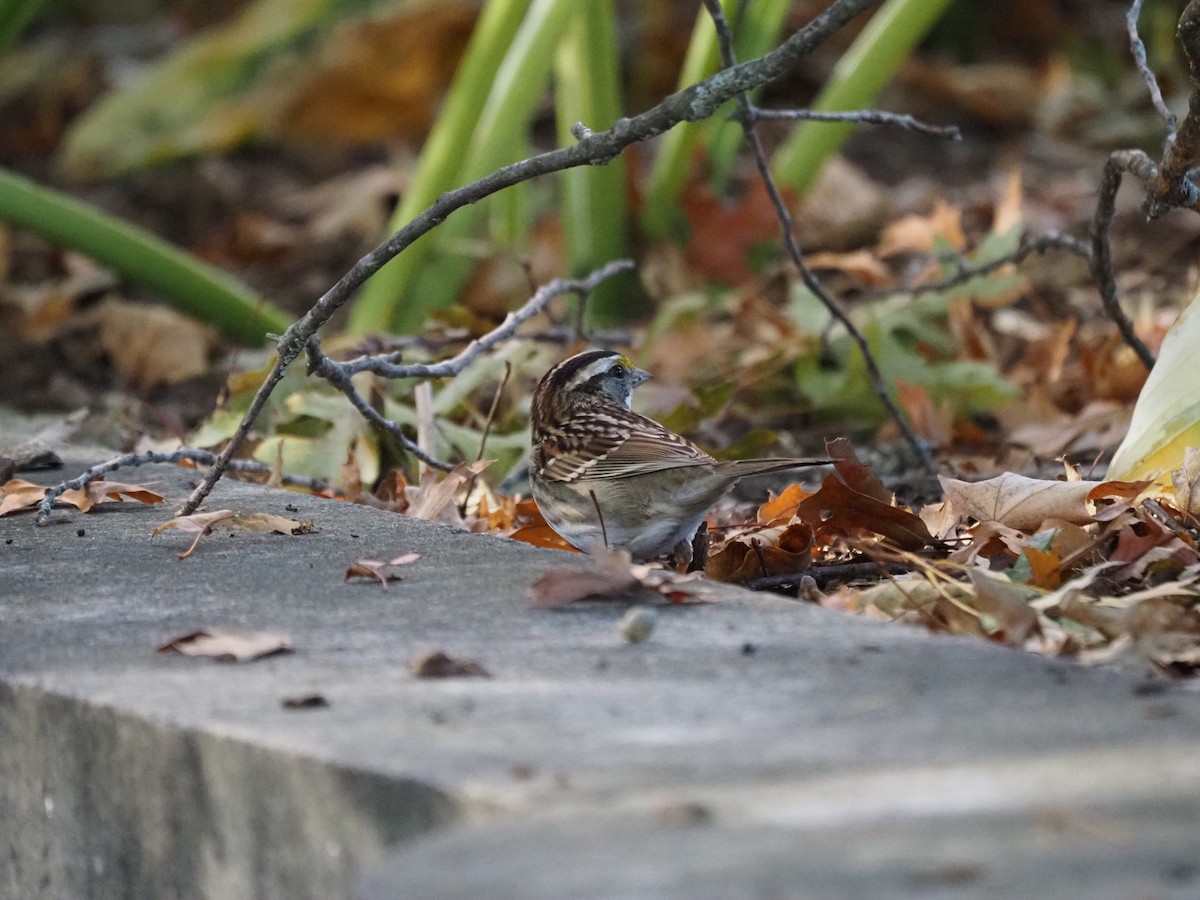 Ak Boğazlı Serçe - ML644150188