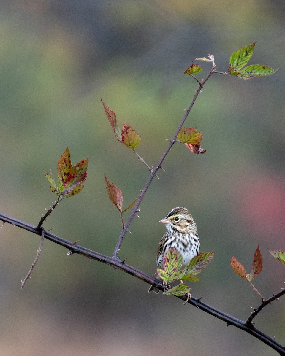 Savannah Sparrow - ML644150196