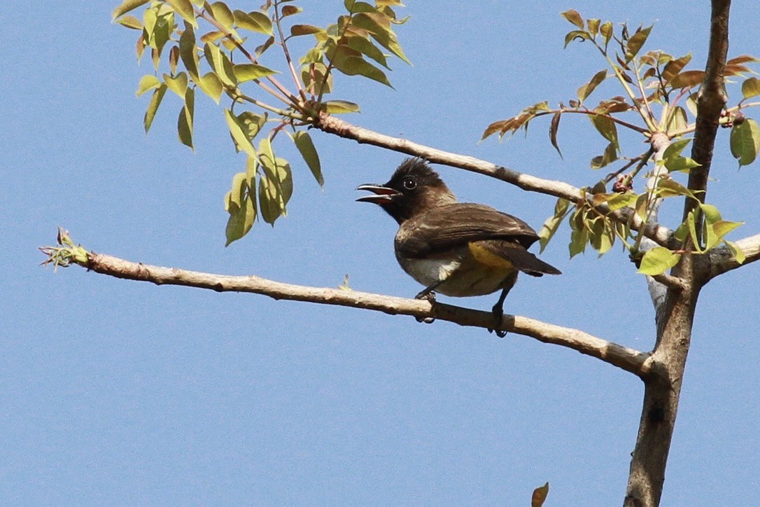Common Bulbul - ML644150209