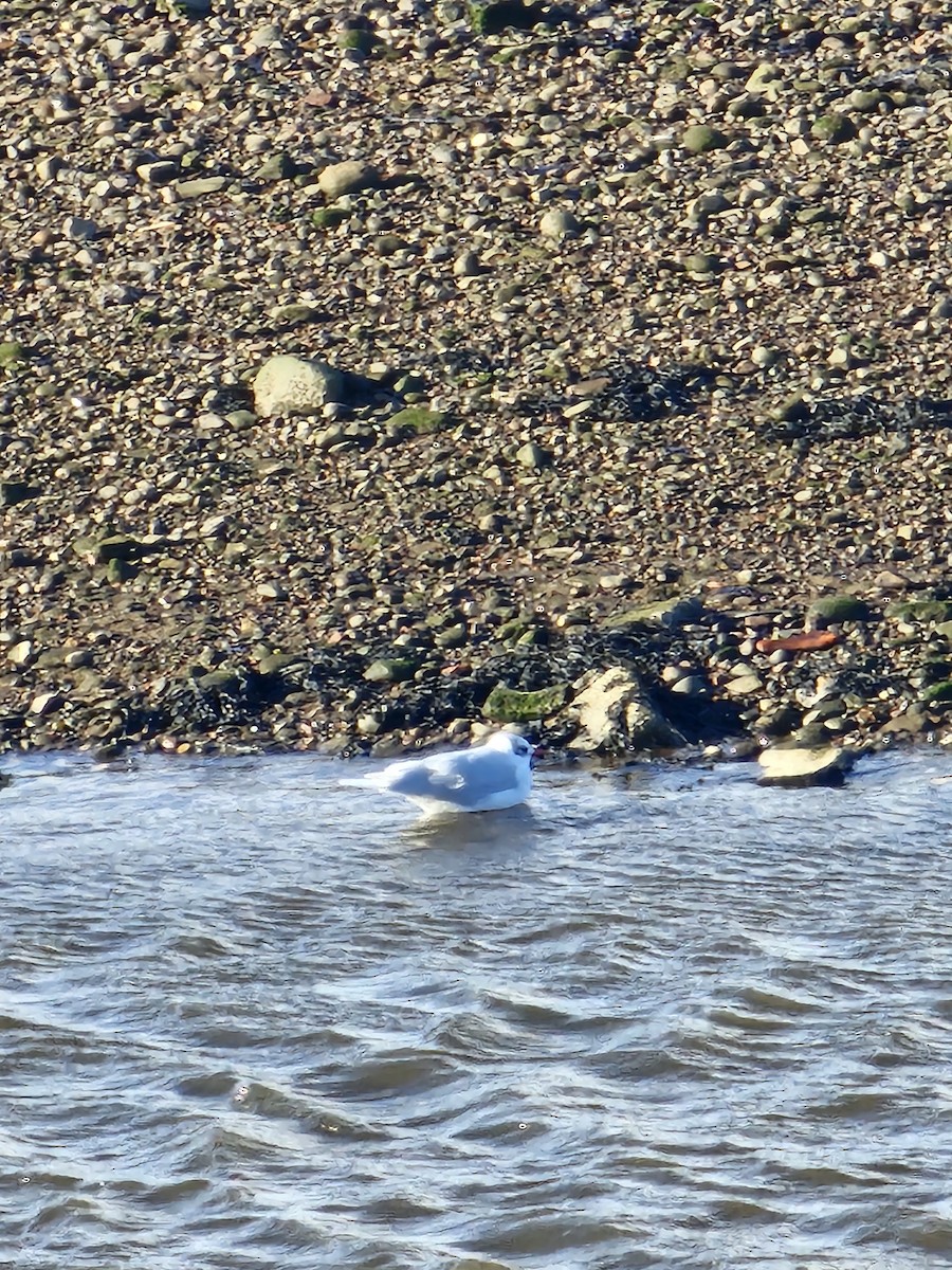 ニシズグロカモメ - ML644150211