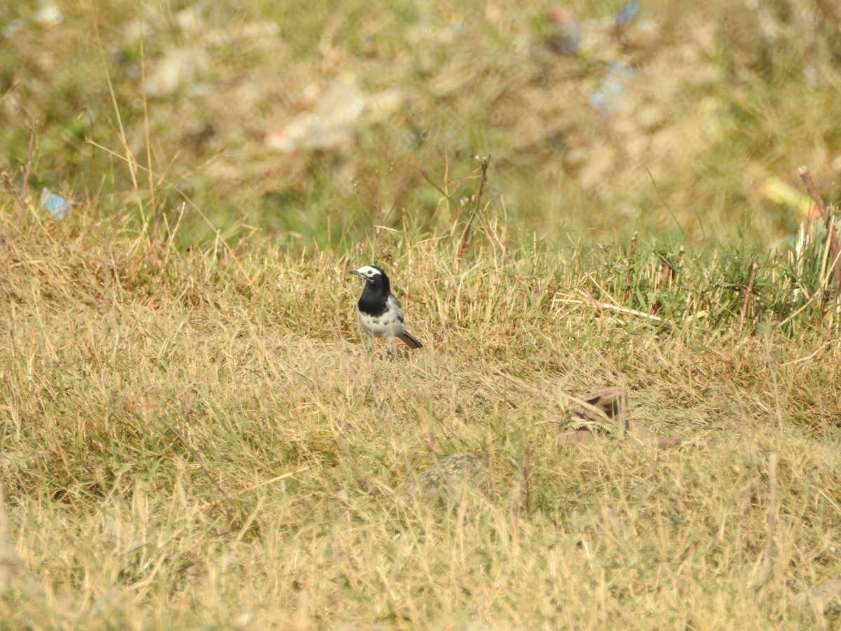 White Wagtail - ML644150219