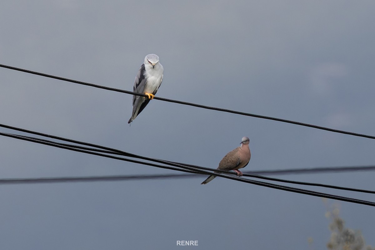 Black-winged Kite - ML644150223
