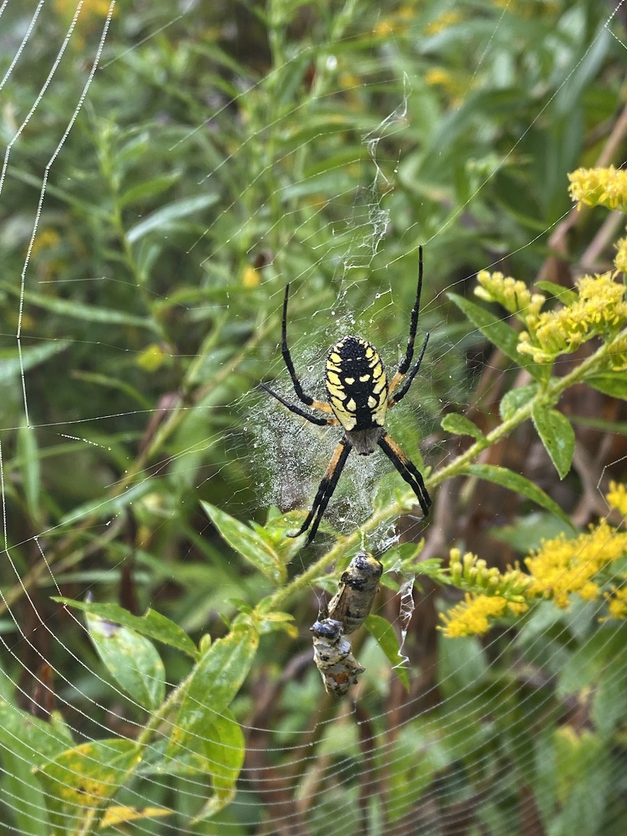 Yellow Garden Spider - ML644150234