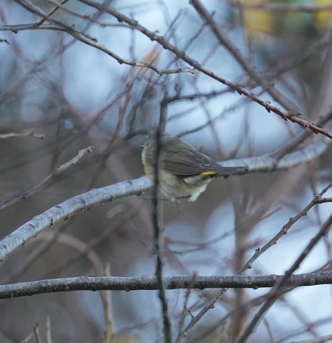 American Redstart - ML644150271