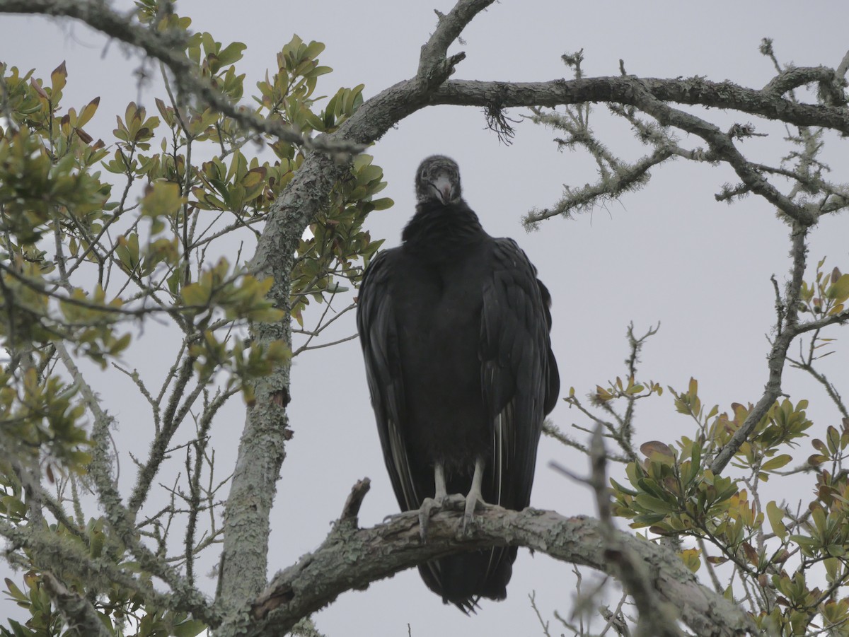 Black Vulture - ML644150278