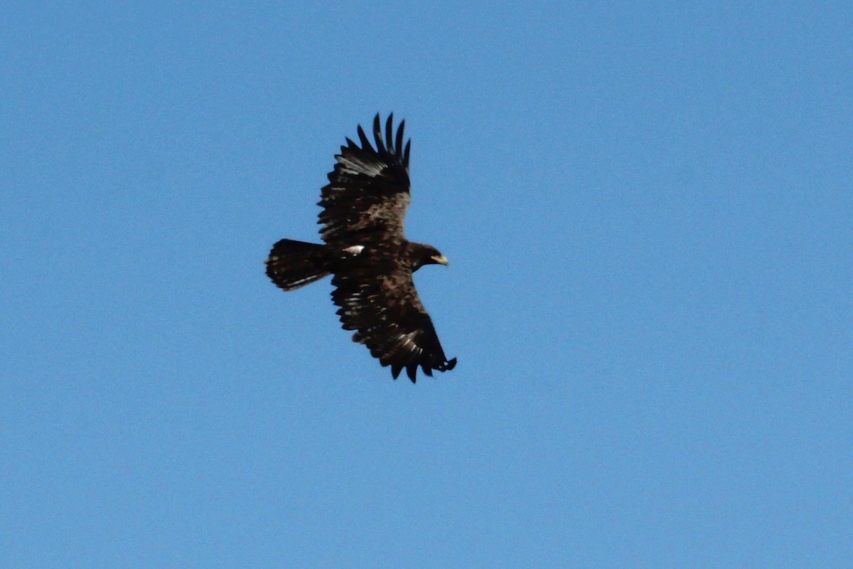 Greater Spotted Eagle - ML644150281