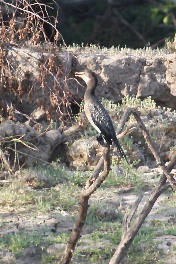 kormorán dlouhoocasý - ML644150287