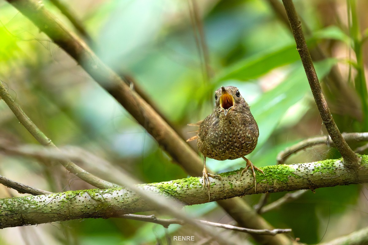 Spotted Elachura - ML644150299