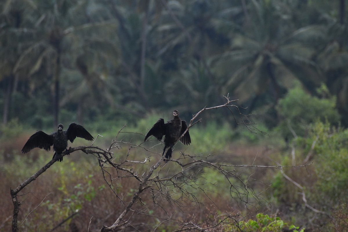 アジアコビトウ - ML644150312