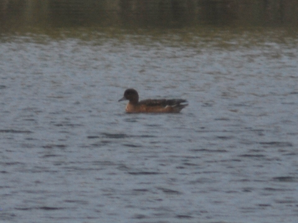 Eurasian Wigeon - ML644150316