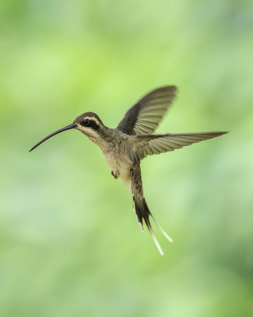 Ermitaño Ventripálido - ML644150319