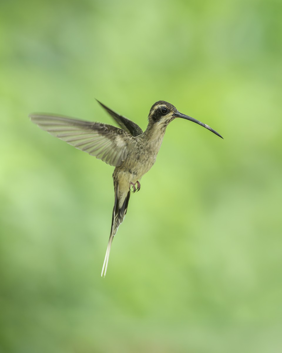 Ermitaño Ventripálido - ML644150320