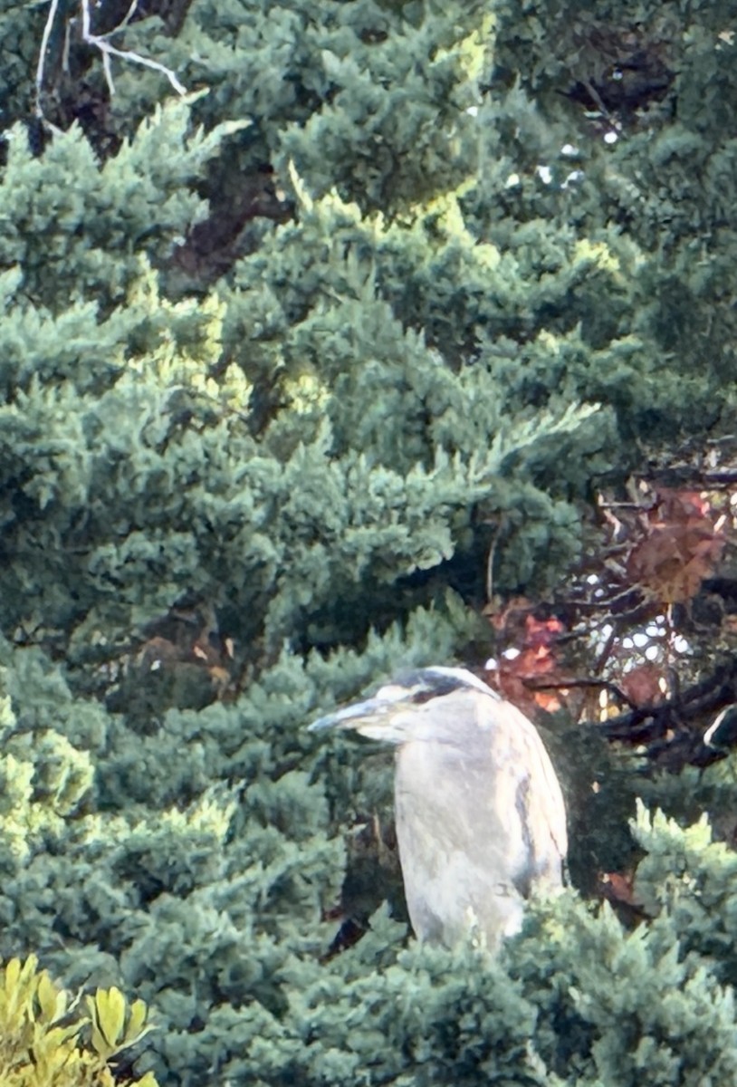 Black-crowned Night Heron - ML644150326