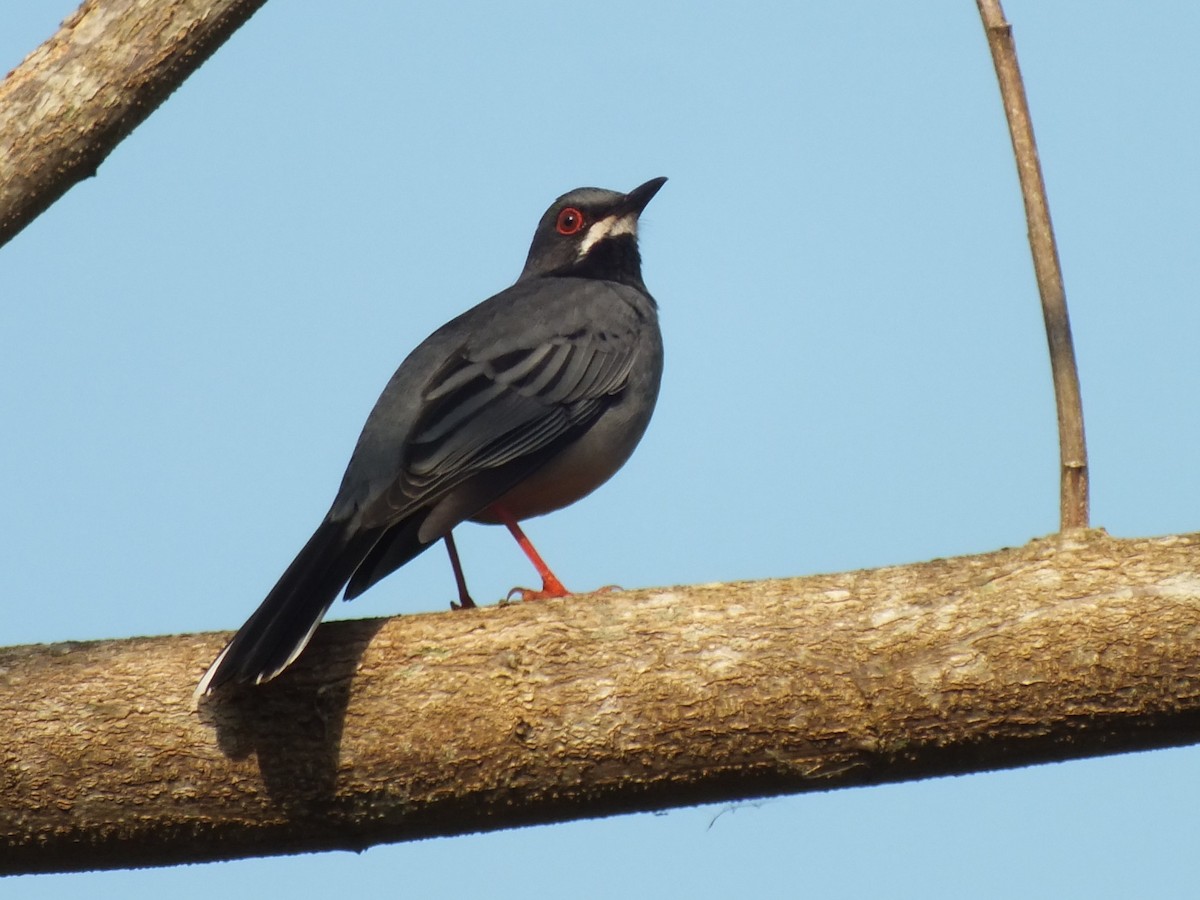 Western Red-legged Thrush - ML644150327