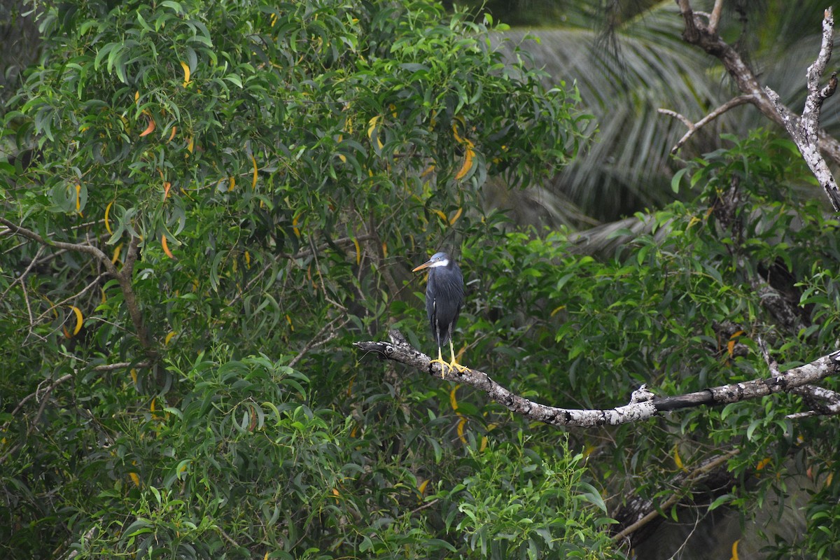 Western Reef-Heron - ML644150329