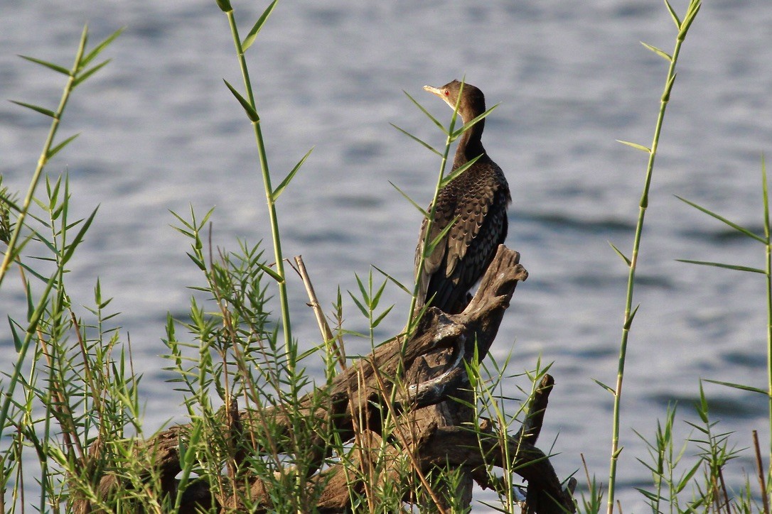 kormorán dlouhoocasý - ML644150330