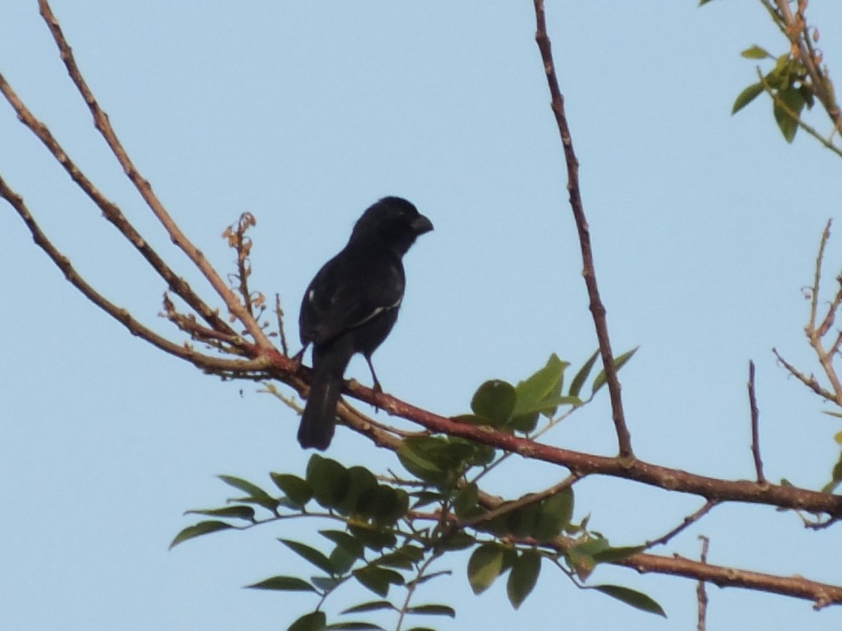 Cuban Bullfinch - ML644150343