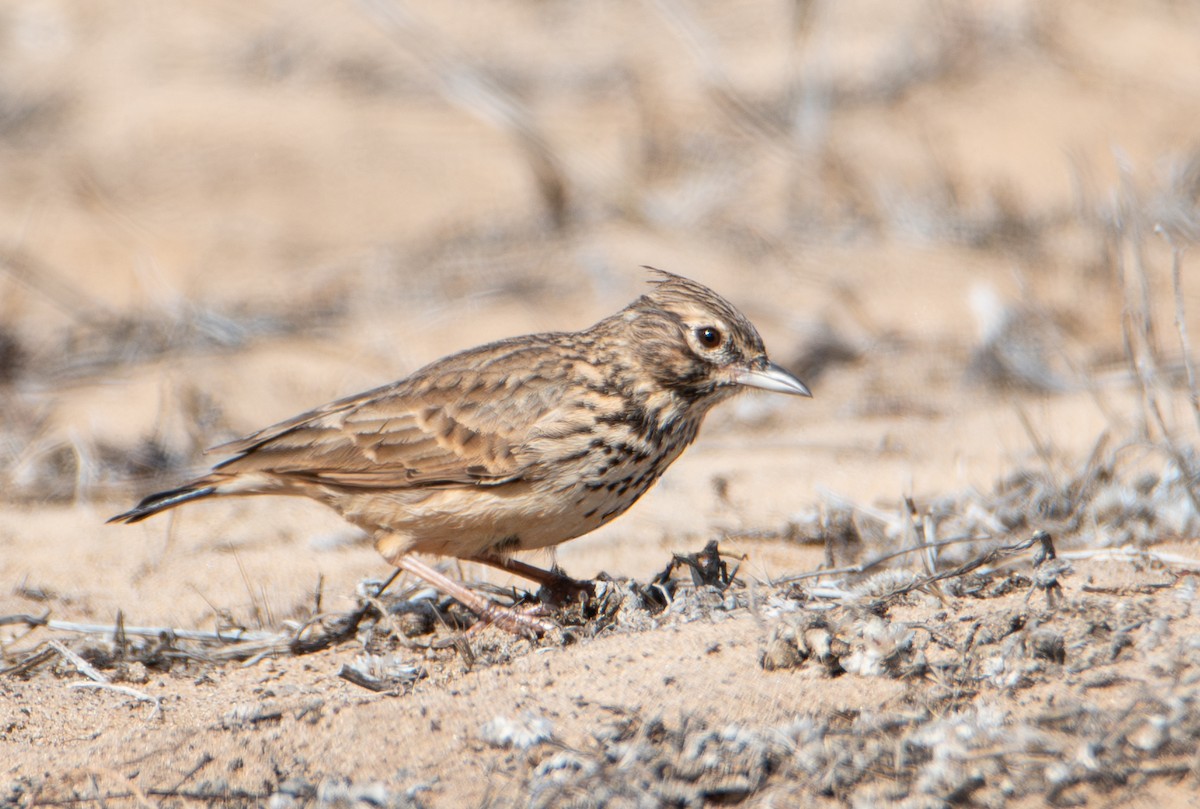 Thekla's Lark - ML644150371