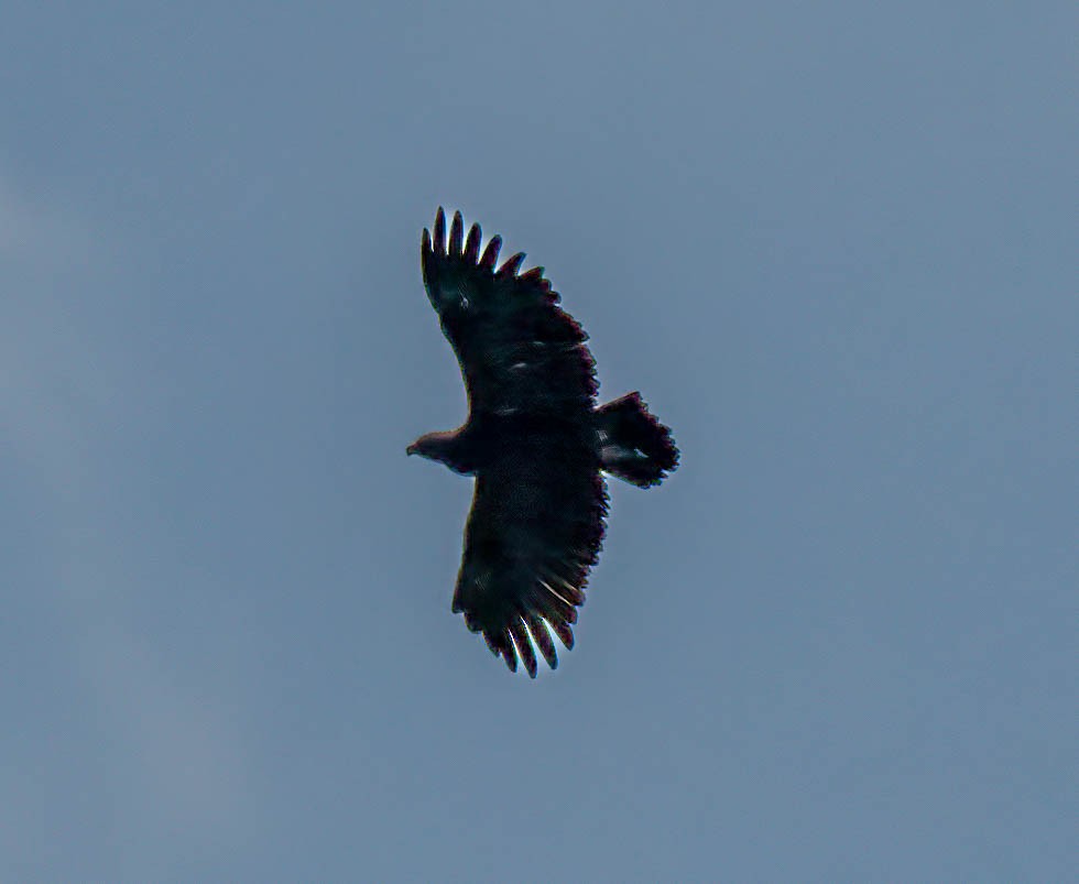 Aquila sp. - ML644150374