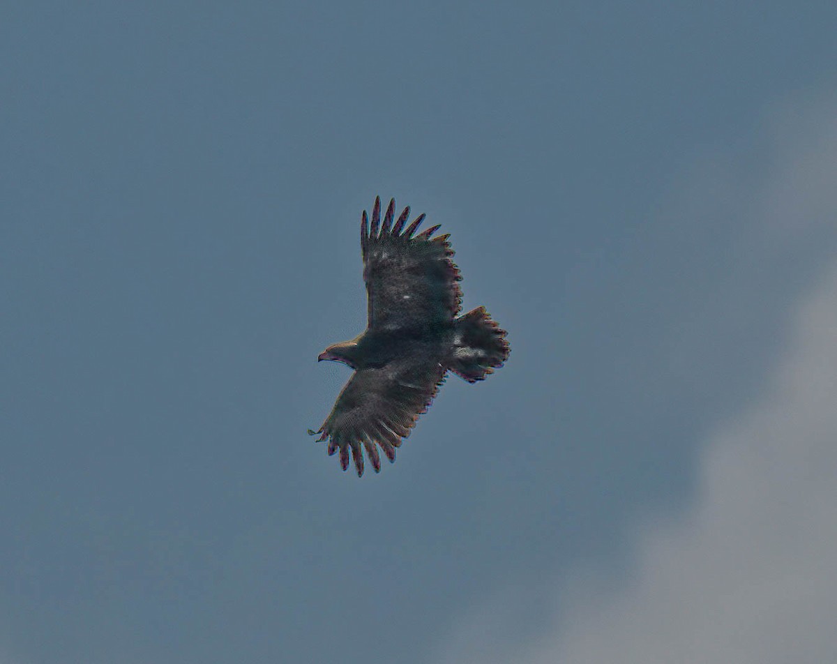 Aquila sp. - ML644150375
